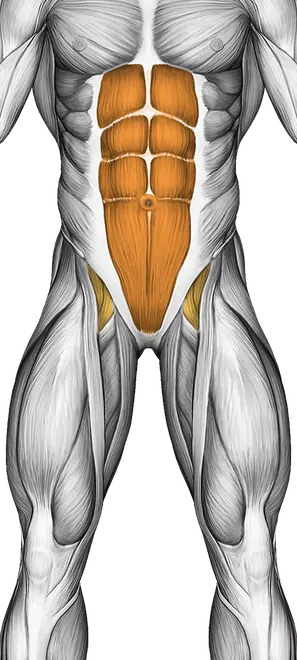 Pelvic Tilt — Muscles worked: Glutes, Core, Hamstrings (Front)