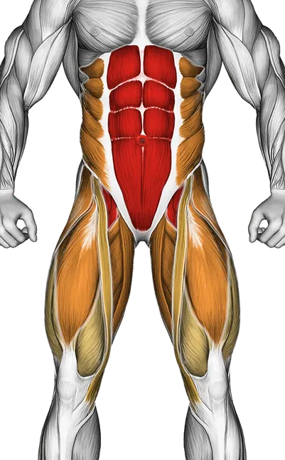 Alternate Lying Floor Leg Raise — Muscles worked: Core, Obliques, Abductors, Quadriceps, Adductors (Front)