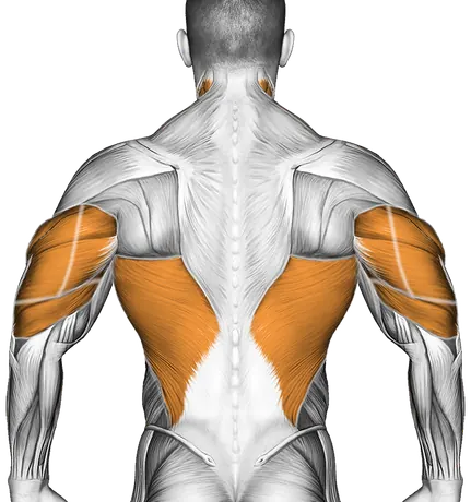 Cable One Arm Lateral Bent Over — Muscles worked: Chest, Front delts, Lats, Triceps, Neck (Back)