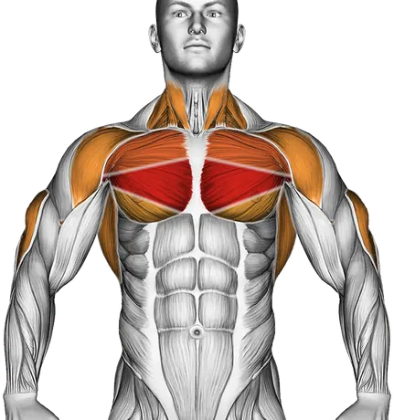 Cable One Arm Lateral Bent Over — Muscles worked: Chest, Front delts, Lats, Triceps, Neck (Front)