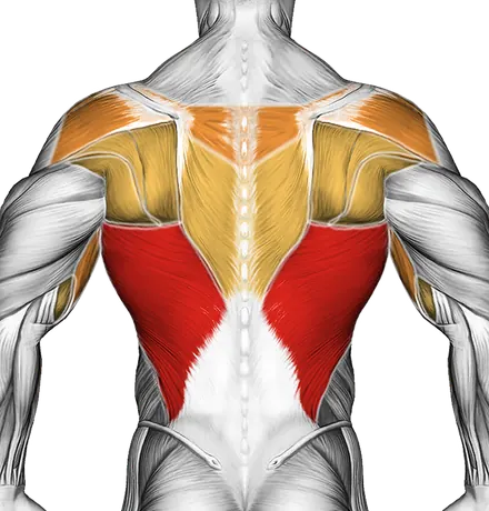Cable Reverse Grip Pulldown — Muscles worked: Lats, Rear delts, Upper back, Biceps (Back)