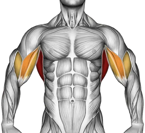 Cable Reverse Grip Pulldown — Muscles worked: Lats, Rear delts, Upper back, Biceps (Front)
