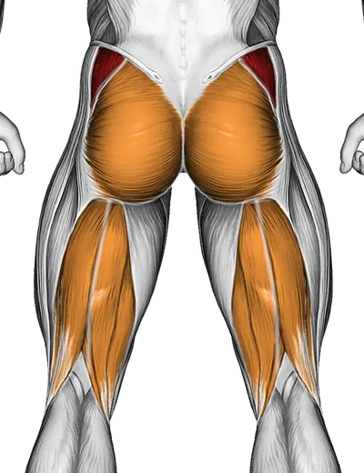 Resistance Band Clam — Muscles worked: Abductors, Glutes, Hamstrings (Back)