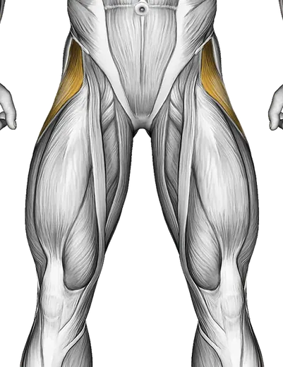 Resistance Band Clam — Muscles worked: Abductors, Glutes, Hamstrings (Front)