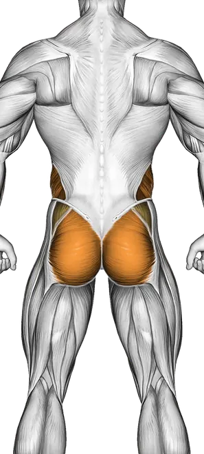 Plank Form: How to Train Your Core the Right Way — Muscles worked: Core, Front delts, Obliques, Glutes, Abductors, Chest, Serratus, Quadriceps (Back)