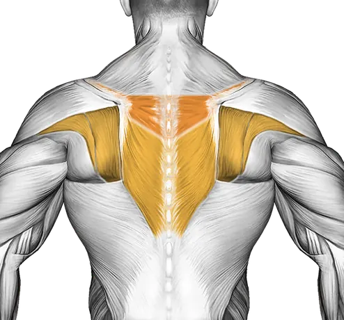 Roll Posterior Shoulder Lying on Floor — Muscles worked: Front delts, Chest, Upper back (Back)