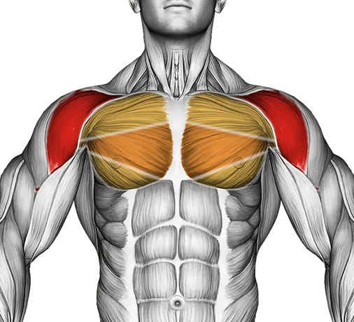 Roll Posterior Shoulder Lying on Floor — Muscles worked: Front delts, Chest, Upper back (Front)