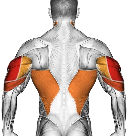 Dips Form: Chest and Triceps Builder — Muscles worked: Triceps, Chest, Front delts, Lats, Neck (Back)