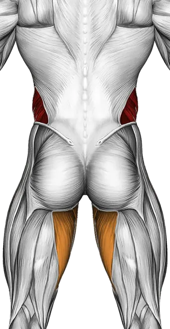 Kettlebell Double Windmill — Muscles worked: Obliques, Core, Abductors, Adductors (Back)