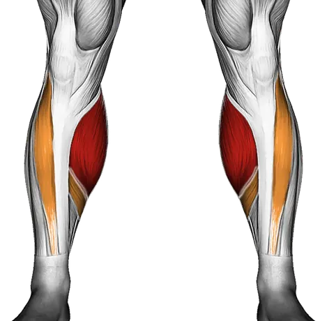 Smith Reverse Calf Raises — Muscles worked: Calves, Tibialis (Front)