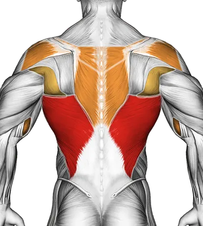 Chin-Up — Muscles worked: Lats, Rear delts, Upper back, Biceps, Forearms (Back)