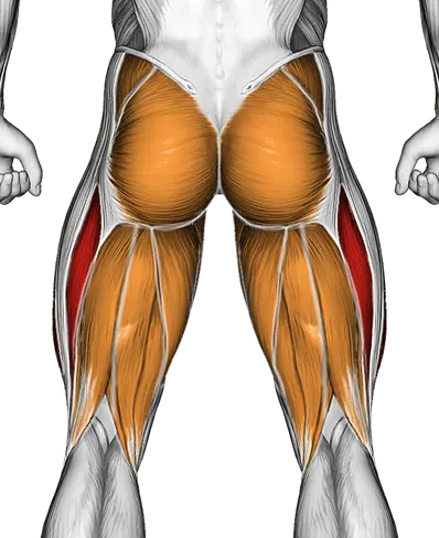 Curtsey Squat — Muscles worked: Quadriceps, Core, Glutes, Abductors, Adductors, Hamstrings (Back)