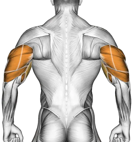 Kneeling Shoulder Tap — Muscles worked: Chest, Front delts, Biceps, Triceps, Forearms (Back)