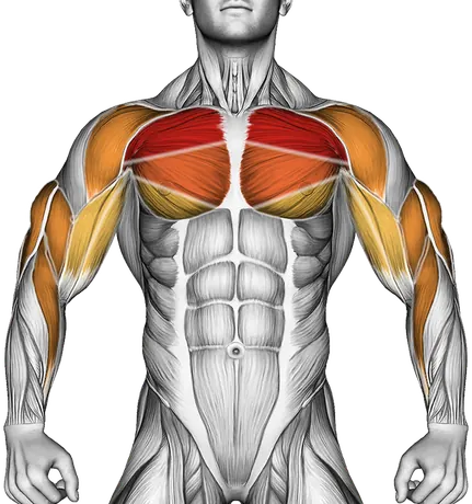 Kneeling Shoulder Tap — Muscles worked: Chest, Front delts, Biceps, Triceps, Forearms (Front)