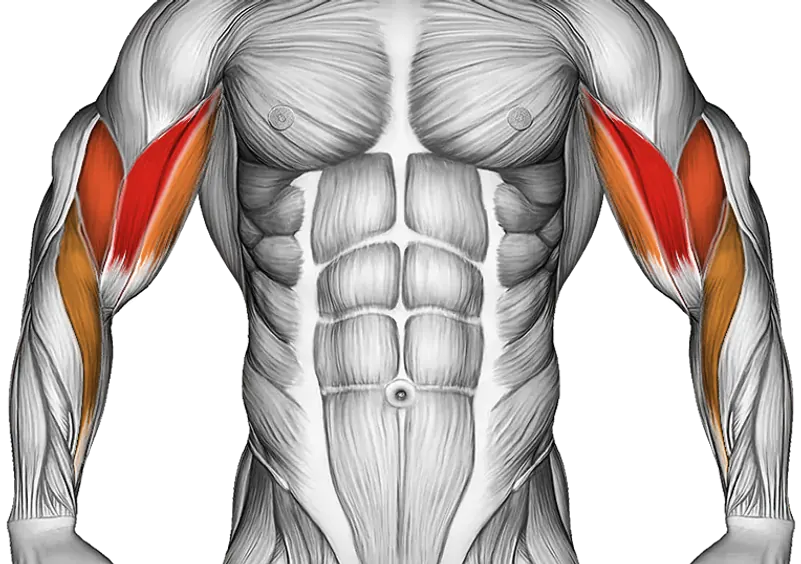 Cable Lying Close Grip Curl — Muscles worked: Biceps, Forearms