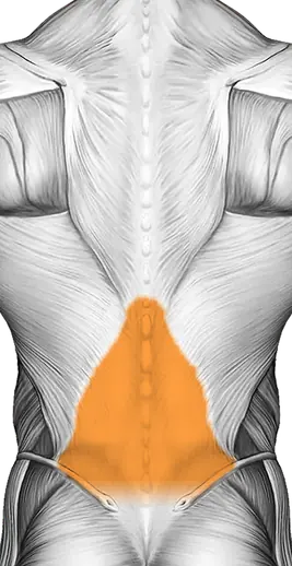 Elbows Back Stretch — Muscles worked: Front delts, Chest, Lower back (Back)