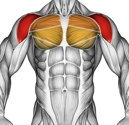 Elbows Back Stretch — Muscles worked: Front delts, Chest, Lower back (Front)
