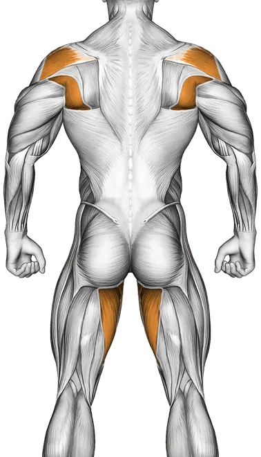 Barbell Rollout — Muscles worked: Core, Chest, Rear delts, Lats, Abductors, Quadriceps, Adductors (Back)