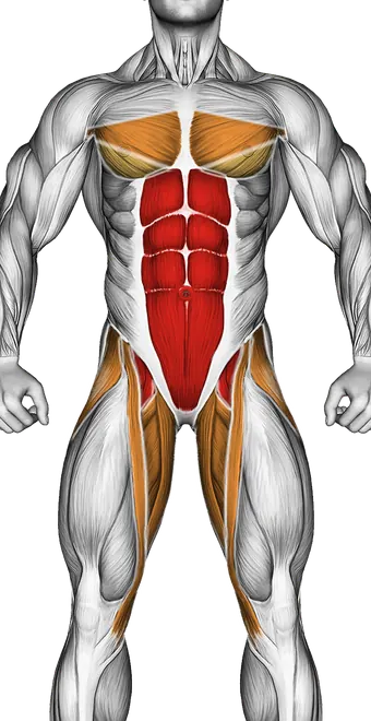 Barbell Rollout — Muscles worked: Core, Chest, Rear delts, Lats, Abductors, Quadriceps, Adductors (Front)