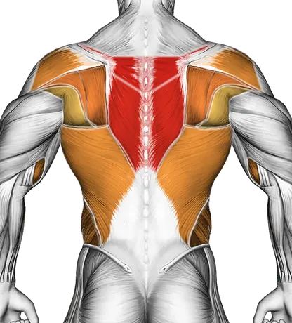 Band One Arm Twisting Seated Row — Muscles worked: Upper back, Rear delts, Lats, Biceps, Forearms, Obliques (Back)