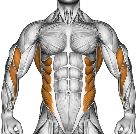 Band One Arm Twisting Seated Row — Muscles worked: Upper back, Rear delts, Lats, Biceps, Forearms, Obliques (Front)