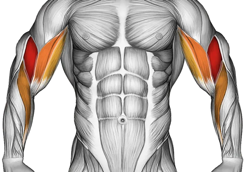 EZ Barbell Close Grip Curl — Muscles worked: Biceps, Forearms