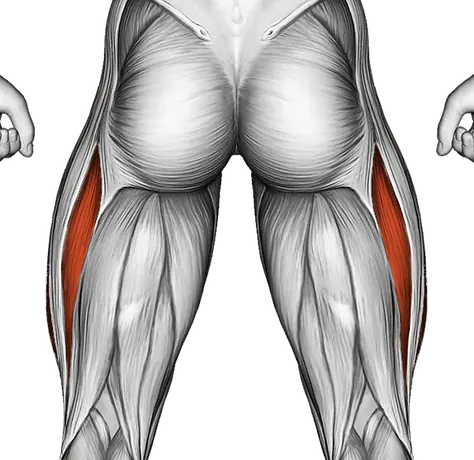 Weighted Sissy Squat — Muscles worked: Quadriceps (Back)