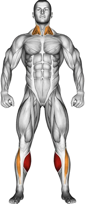 Seated Calf Stretch — Muscles worked: Calves, Tibialis, Neck (Front)