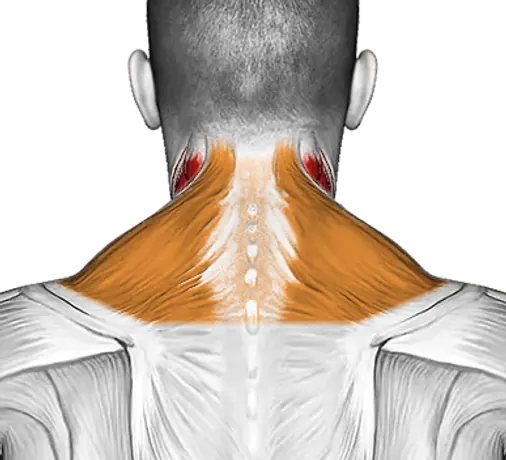 Roll Neck Decompress Lying on Floor — Muscles worked: Neck, Traps (Back)