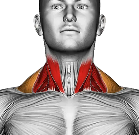 Roll Neck Decompress Lying on Floor — Muscles worked: Neck, Traps (Front)