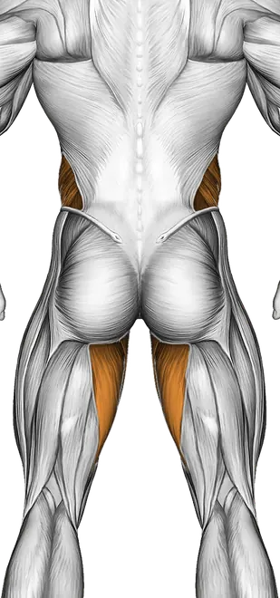 Otis Up — Muscles worked: Core, Obliques, Quadriceps, Adductors (Back)