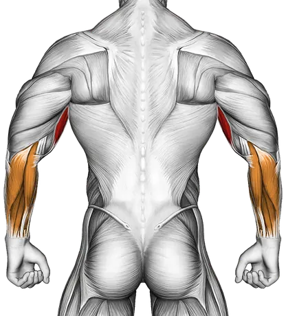 Cable Pulldown Biceps Curl — Muscles worked: Biceps, Forearms (Back)