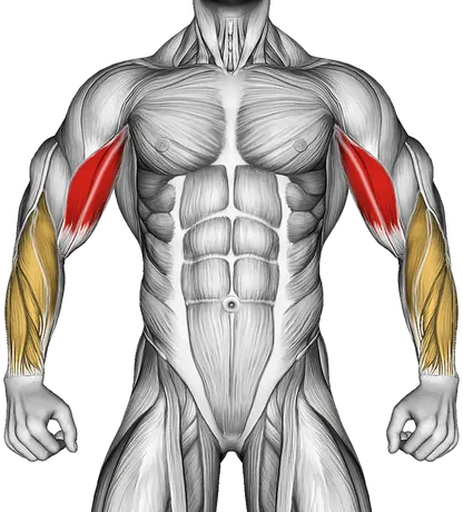 Cable Pulldown Biceps Curl — Muscles worked: Biceps, Forearms (Front)