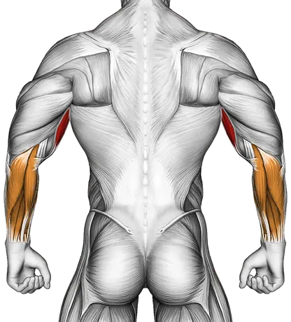 Cable Seated Curl — Muscles worked: Biceps, Forearms (Back)