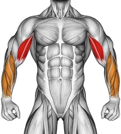 Cable Seated Curl — Muscles worked: Biceps, Forearms (Front)