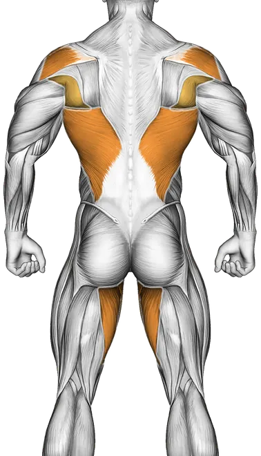 Wheel Rollout — Muscles worked: Core, Chest, Rear delts, Lats, Quadriceps, Adductors (Back)