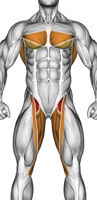 Wheel Rollout — Muscles worked: Core, Chest, Rear delts, Lats, Quadriceps, Adductors (Front)