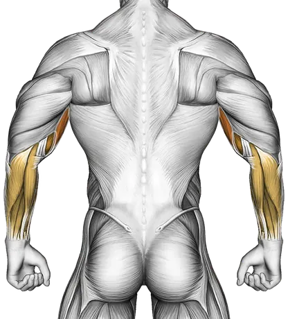 Dumbbell Hammer Preacher Curl — Muscles worked: Biceps, Forearms (Back)