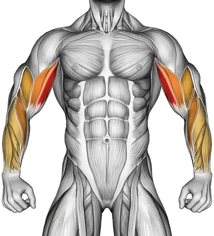 Dumbbell Hammer Preacher Curl — Muscles worked: Biceps, Forearms (Front)