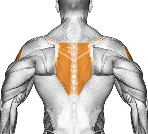 Band Front Lateral Raise — Muscles worked: Front delts, Chest, Serratus, Side delts, Upper back (Back)