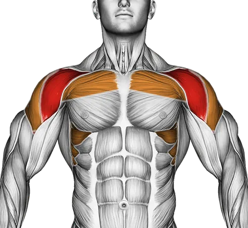 Band Front Lateral Raise — Muscles worked: Front delts, Chest, Serratus, Side delts, Upper back (Front)
