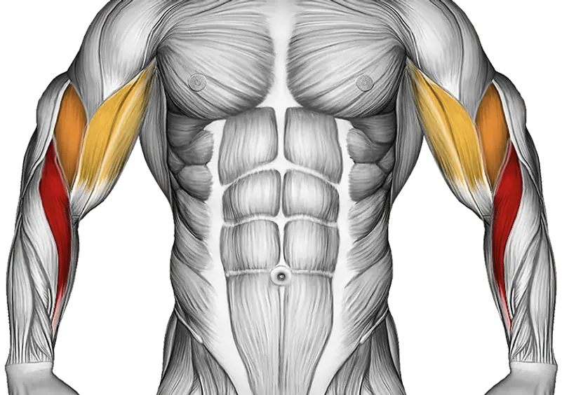 Brachialis Narrow Pull-Up — Muscles worked: Forearms, Biceps