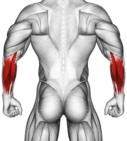 Wrist Circles — Muscles worked: Forearms (Back)