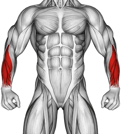 Wrist Circles — Muscles worked: Forearms (Front)
