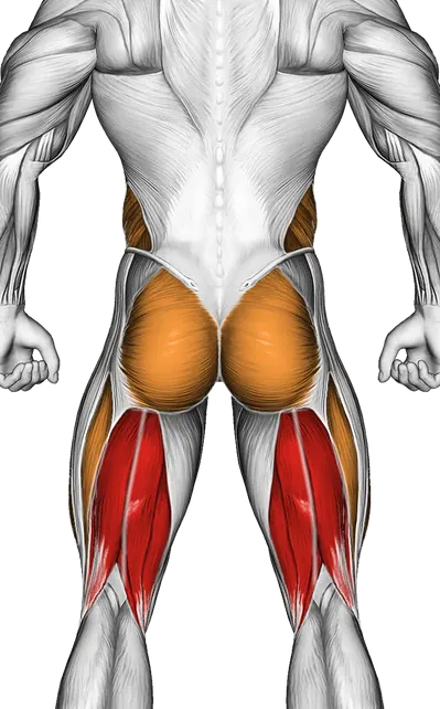 Single Straight Leg Stretch — Muscles worked: Hamstrings, Core, Obliques, Glutes, Quadriceps (Back)