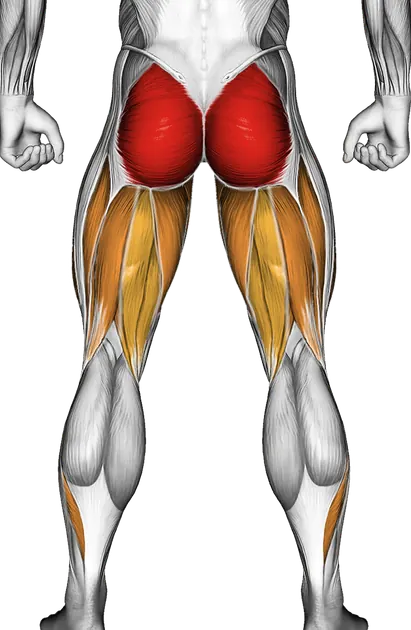 Cable Deadlift — Muscles worked: Glutes, Quadriceps, Adductors, Hamstrings, Calves (Back)
