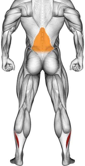 Feet and Ankles Rotation Stretch — Muscles worked: Calves, Core, Lower back (Back)