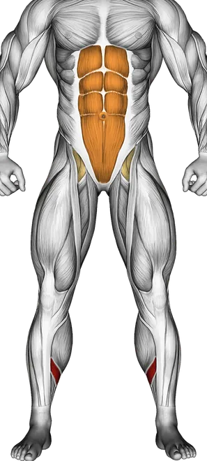 Feet and Ankles Rotation Stretch — Muscles worked: Calves, Core, Lower back (Front)