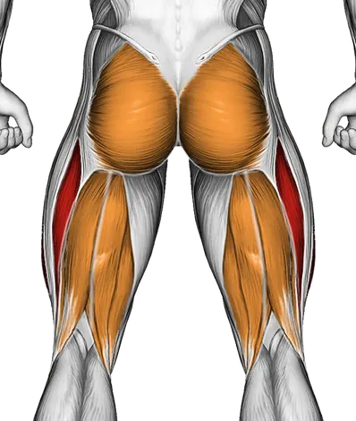 Dumbbell Step Up Split Squat — Muscles worked: Quadriceps, Glutes, Hamstrings (Back)
