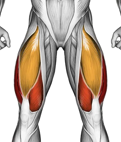 Dumbbell Step Up Split Squat — Muscles worked: Quadriceps, Glutes, Hamstrings (Front)